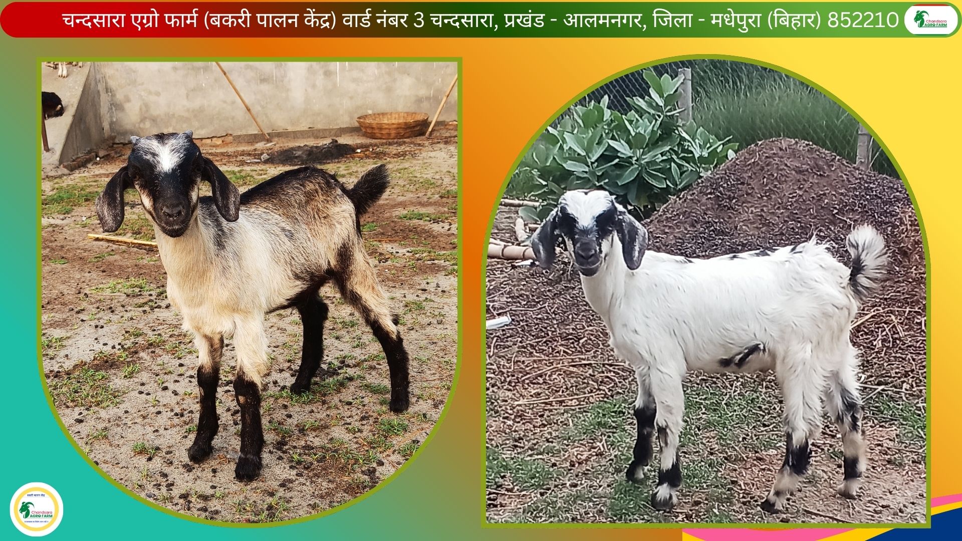 Chandsara Agro Farm (Bakri Palan) 6